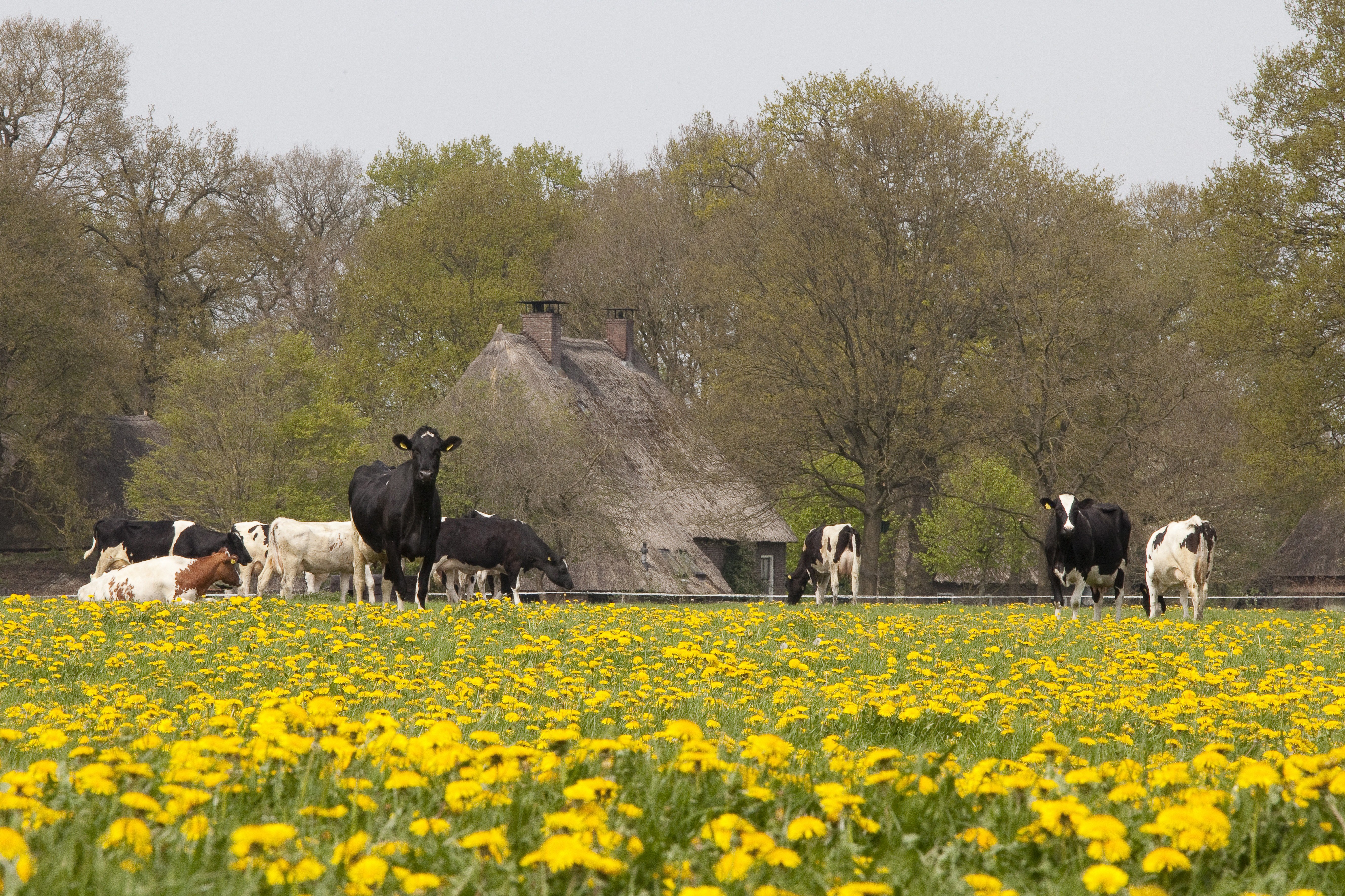 Boederij in Drenthe