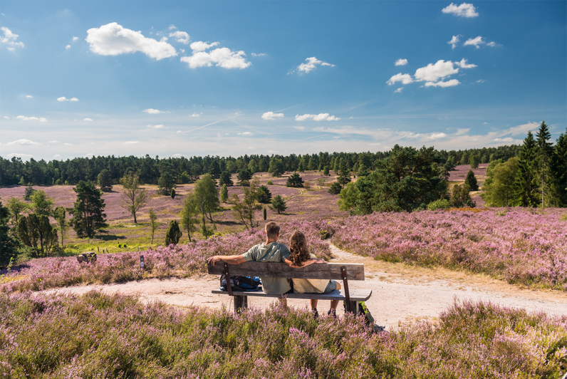 Drentse heide