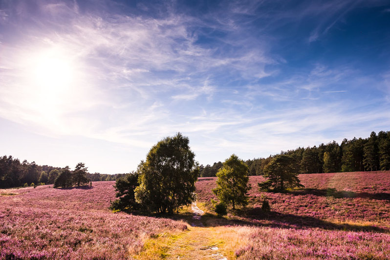 Drentse heide