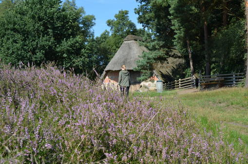 Drentse heide